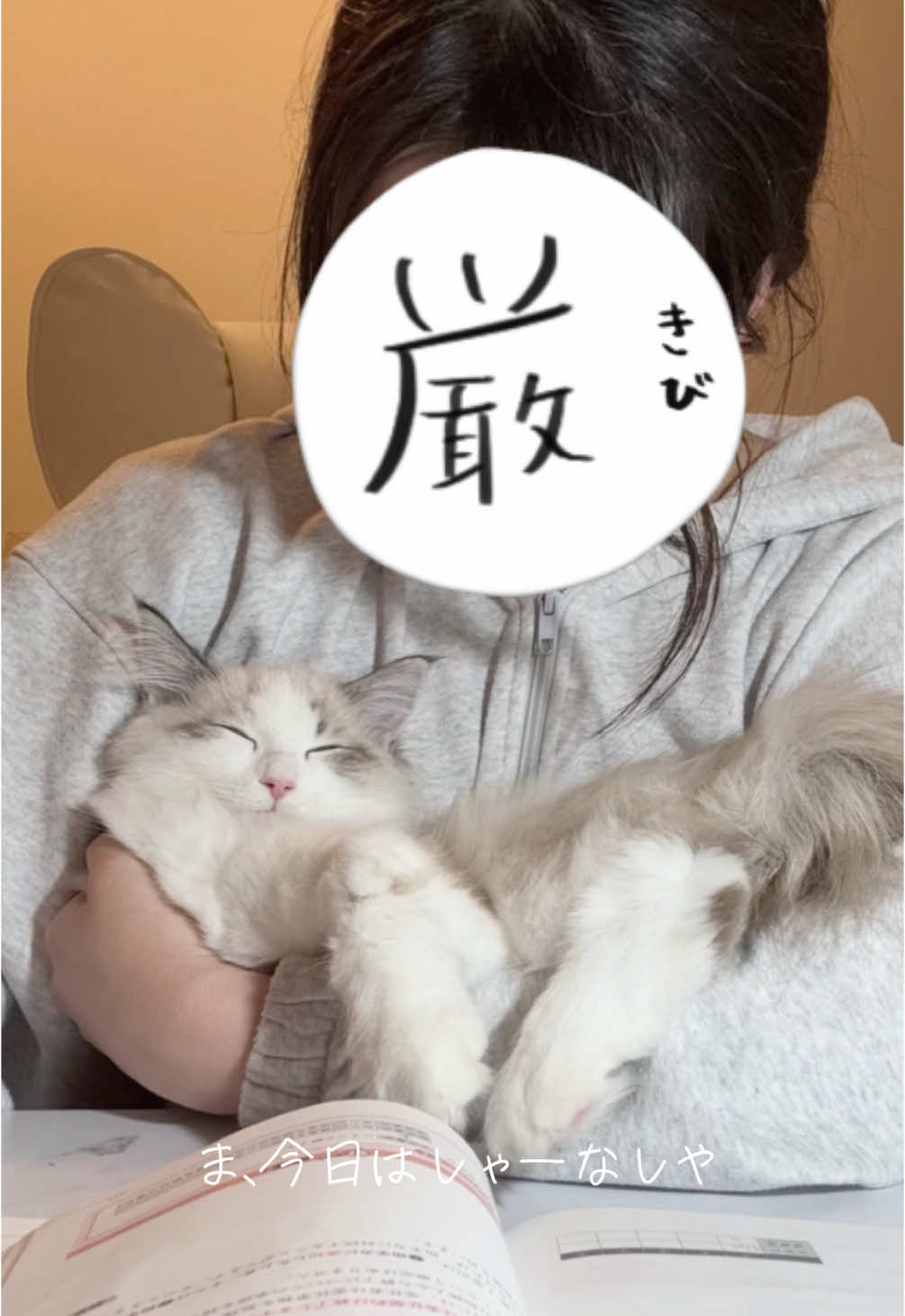 せめて片手だけでも解放ください…🥹 #サイベリアン #猫のいる暮らし #猫好きさんと繋がりたい #cat #ぬてら