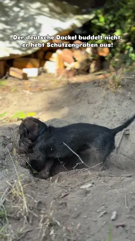 Der deutsche Dackel buddelt nicht, er hebt Schützengräben aus!🤣❤️🥰 Ein absoluter Klassiker unter den ganzen Sprüchen!😁❤️ #dachshund #dackel #sicherheitsdackel #deutscherdackel #buddeln 