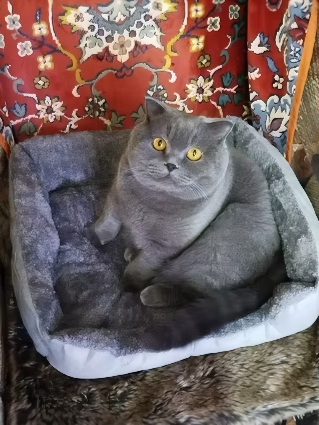 Tempat Tidur Kucing Anjing Aksesoris Hewan Peliharaan Perlengkapan Pet Shop Rumah Kucing Rumah Anjing | adiashub.com @adiashub.  #TempatTidurKucing #TempatTidurAnjing #RumahKucing #RumahAnjing #KeranjangKucing #KeranjangAnjing #PetProducts #PetSupplies #PetShop #PerlengkapanKucing #PerlengkapanAnjing #AksesorisHewan #CatBed #DogBed #PetCare #KucingLucu #AnjingLucu #PecintaHewan #kasuranjing #kasurkucing