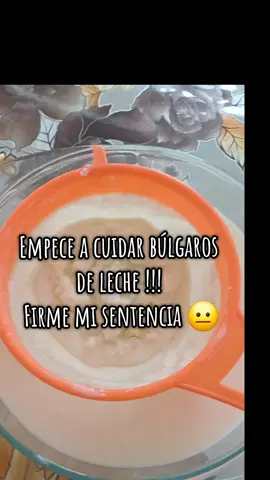 búlgaros de leche  #kefir #abancay 