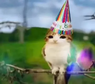 #fyp #meme #owlcat #birthday  #brainrot 