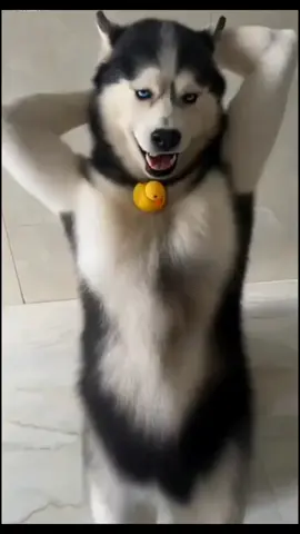 Dog dance #dogdance #dancing #funnyvideos #cutedog #ketimlaigiacmo 