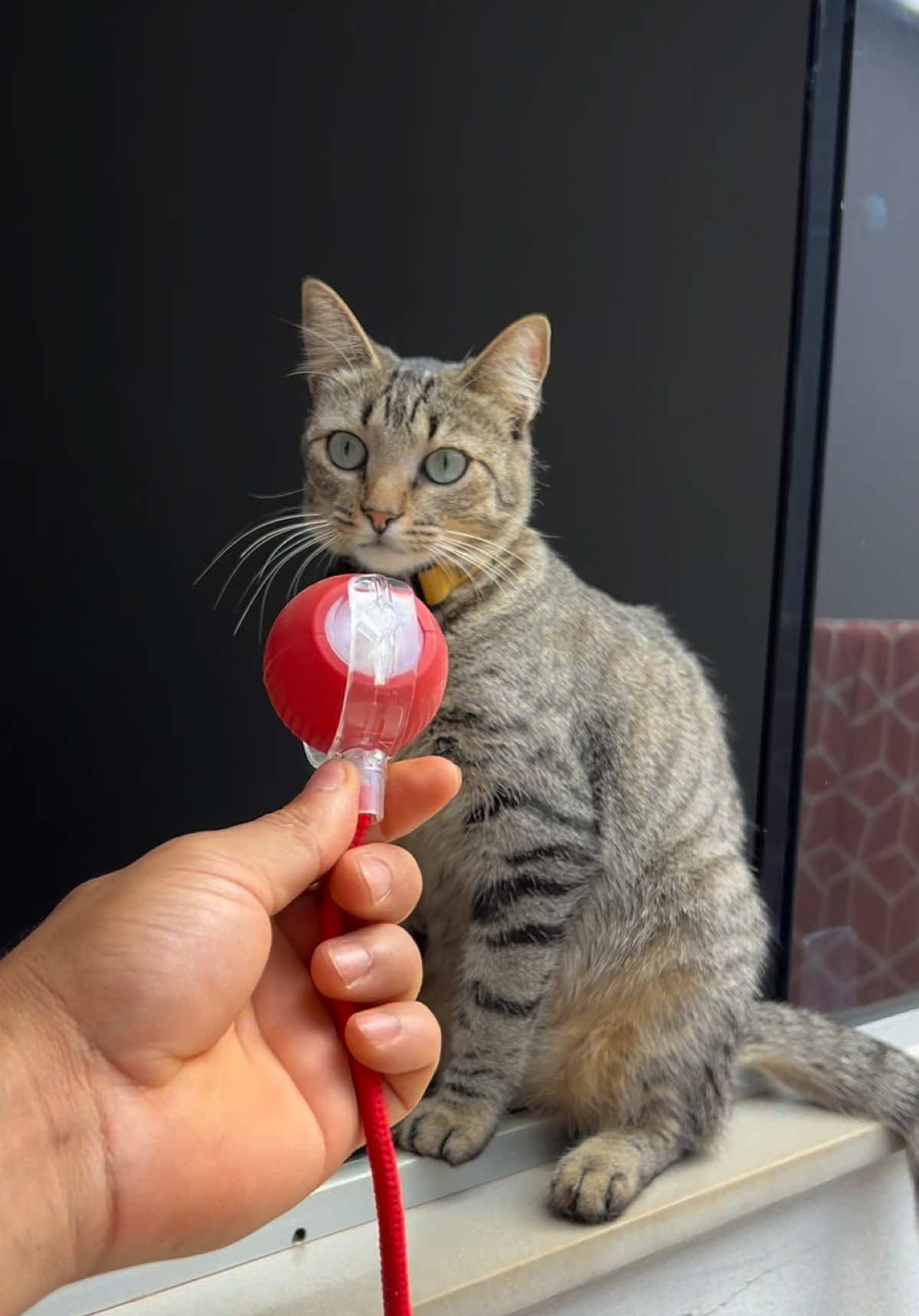 O seu Gato MERECE esse ratinho eletrônico! 🥹😍  #gatos #gato #brinquedos #pet #animal 