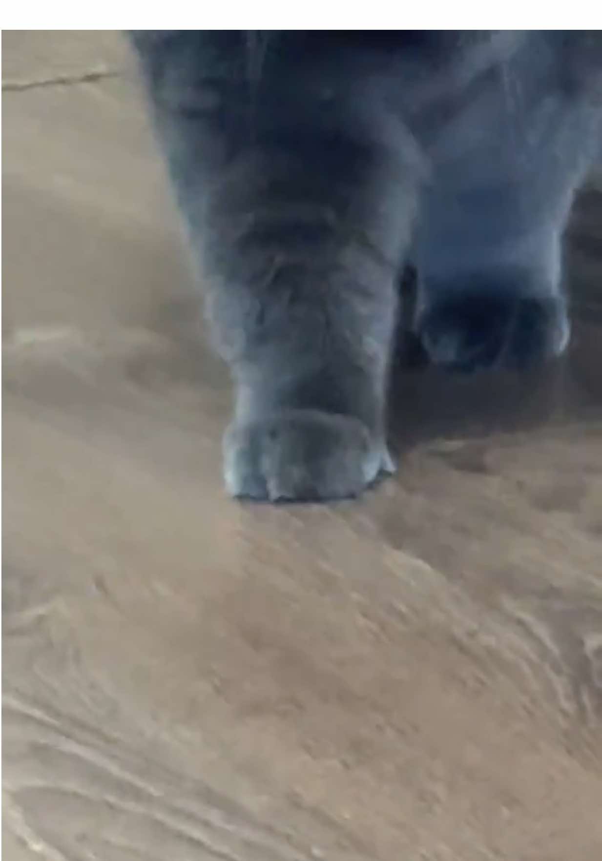 🐾 Мур-мур! Це я, киця Піксель 🐱 😻 Моє відео вже набрало понад 8 000 000 переглядів! Дякую, що так любите мене 🐾 Якщо вам подобається моя пухнаста енергія, то вам точно сподобається і мій магазин @Зоомагазин | Pixel 🐾 — там усе, що робить хвостиків щасливими ♥️ Вибираю тільки найкраще й перевіряю кожен товар своїм муркотливим «так» 🎁 Хочете бонус? При замовленні вкажіть промокод Pixel8 — і отримаєте -8% знижки🥰