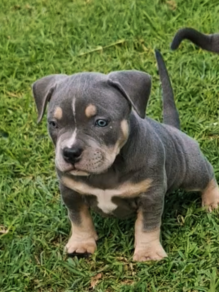 #creatorsearchinsights what do you think about her ???? 😁😁😁 #puppy #americanbully #puppylove #viral 