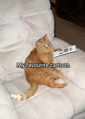 Tom and jerry #cat #meme #funny #fyp #georgieebom 