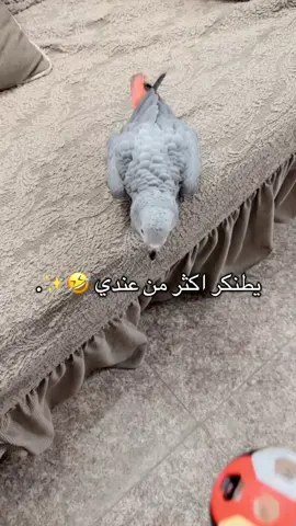 ما شاء الله تبارك الله♥️♥️✨#اكسبلور #explore #fyp #fypシ゚ #طيور 