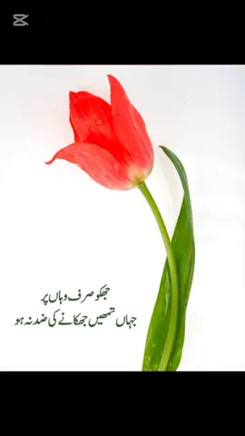 Best urdu quotes golden words  Deep lines ,motivational quotes in urdu ,trending   reel , viral  Zauq urdu wisdom , . . #urduthoughts #zauq #Urduquotesimages #trending #islsmicquotes 
