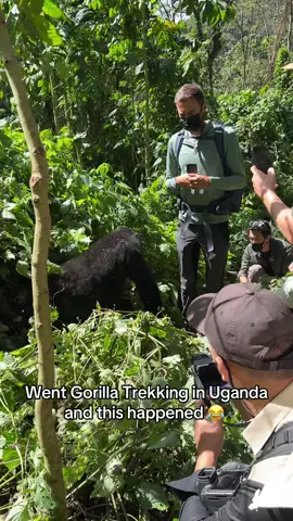 But I lowkey wish this happened to me 😂 can’t believe how close we were to them! 😍🦍 #gorilla #uganda #trekking #jungle #travel @Jorden Tually @jerometraveller @Elona @Tina Lee @Will 