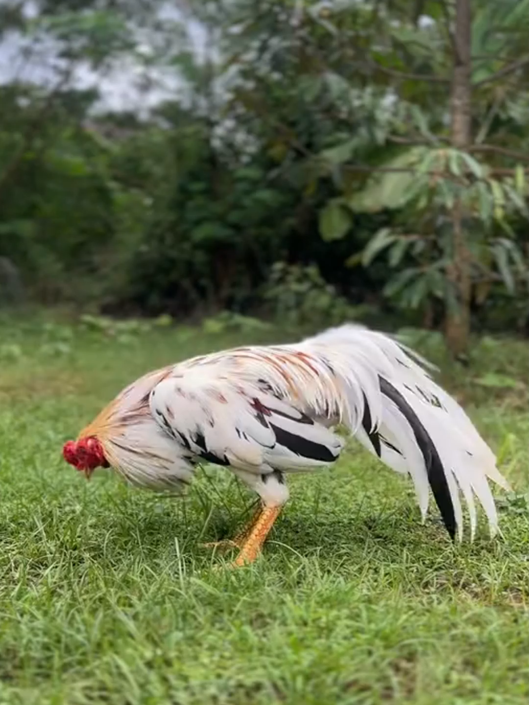ส่วนหางที่หางสุด อะไรก็ตามที่ไม่อยู่ (เสือ'เตี้ย)🥰#NPRฟาร์ม #อนุรักษ์ไก่ใต้🐓 #สุราษฎร์ธานี #เด็กใต้ #ไก่ชน #อัญมณีมีชีวิต🐓