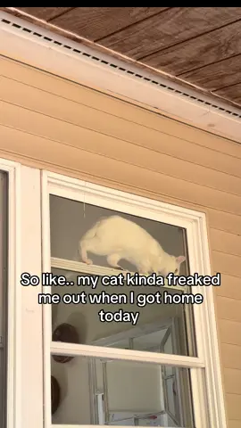 Slightly worried for my life. #cats #catsoftiktok #catmom #catsareweird 