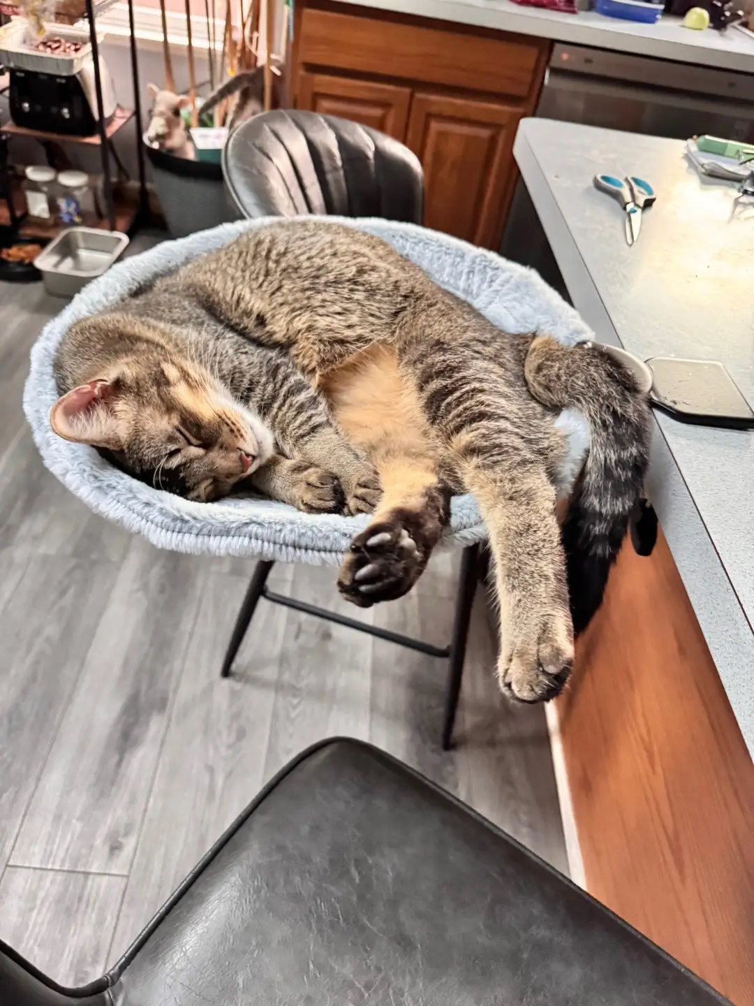 Cat bed for your desk purrfect for your best friend that wants too hang with you while you work or play games!#teenmom #fyp #cats #catbed 