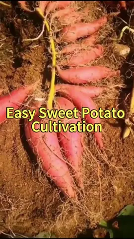 Easy Sweet Potato Cultivation#sweetpotato #agriculture #plantting #planttips #vegetables