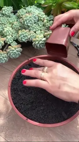 How to make a beautiful succulent arrangement #shorts #succulentlover #succulentplants #succulentgarden #succulentsoftiktok 