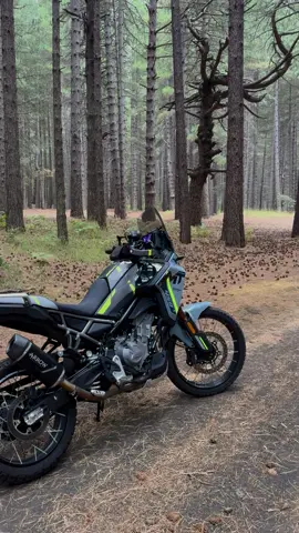 #mt450#cfmoto#arrow 