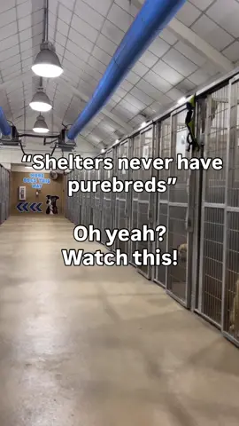 Come check out our ✨exclusive✨ selection you can only find here at Gulf Coast Humane Society!  📍Corpus Christi, TX #fyp #adopt #corpuschristi #trending 