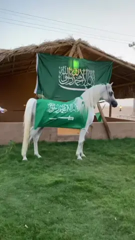 #اسطبل #المدينة_المنورة #فعليات_اليوم_الوطني🇸🇦٩٥#خيل_وخياله🐎 #ماشاءالله_تبارك_الله_اذكروا_الله 