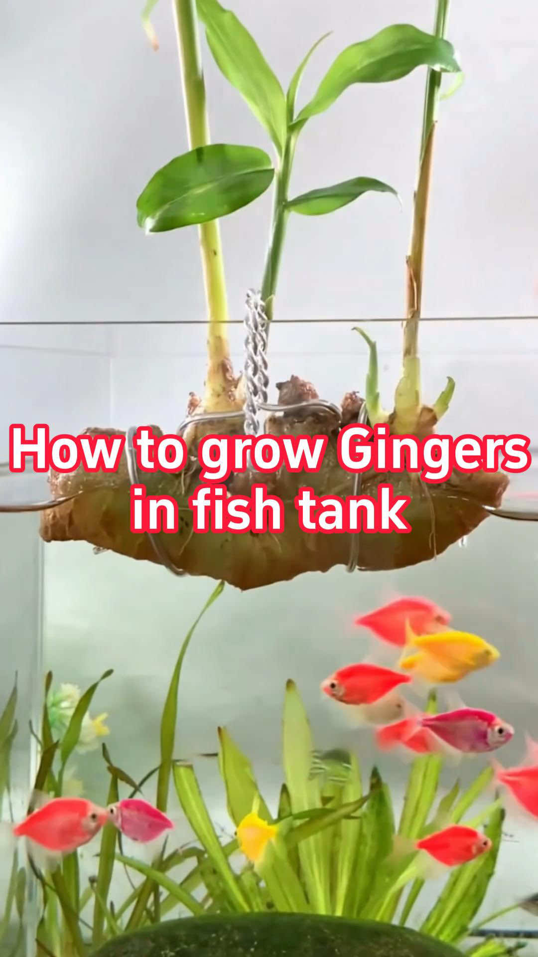 🫚How to grow gingers in fish tank?🫚 ➰Fold the aluminum wire in half 🪢Twist one end tightly into a loop 🫚Then wrap each loose end around a piece of ginger to secure it 🪝Bend a small hook at the top #plantingseason #farming #agriculture #fishtank #ginger 