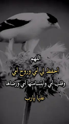 #عبارات #اجمل_عبارة_راح_ثبتها📌 #افضل_عبارة_لها_تثييت #عباراتكم_الفخمه📿📌 