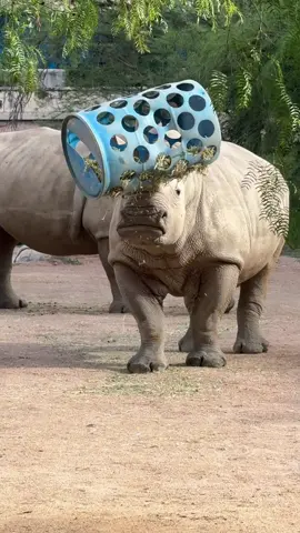 It’s called fashion, sweetie. Look it up. #WorldRhinoDay