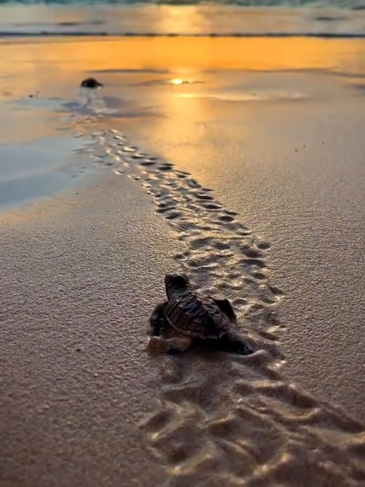 Little Turtle Walking Ocean Live Wallpapers Photos #littleturtle #animal #ocean #wallpaper #bestwallpaper 