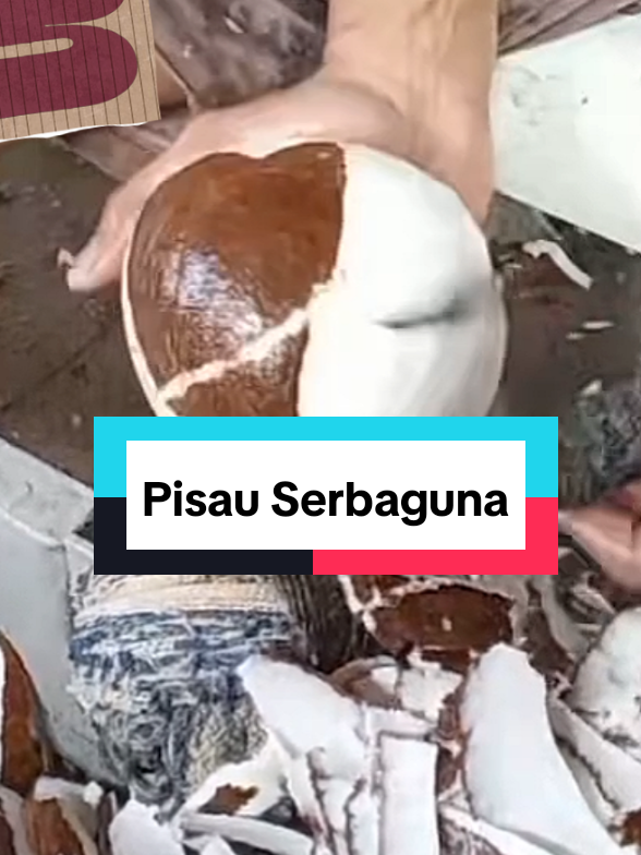 #pyfffffffffffffffffffffffffffffffff #pisaukupas #alatpengupas #kupaskelapa #menjemputhoki 