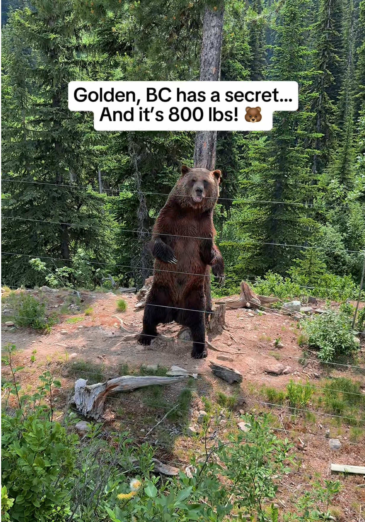Have you ever seen a ski resort with its own resident grizzly bear? 🐻  📍Golden, BC is home to Boo the bear - an 800 pound legend living in a 20 acre Grizzly Bear Refuge on Kicking Horse Mountain. It’s impossible not to fall in love with this guy 🥰 The refuge is open until September 28th this year and opens again in the spring. Make sure to book a Ranger Assisted Tour ahead of time to learn all about grizzlies and get a more personal experience with Boo!        #goldenbc #explorebc #britishcolumbia #grizzlybear #boothebear  @Tourism Golden  
