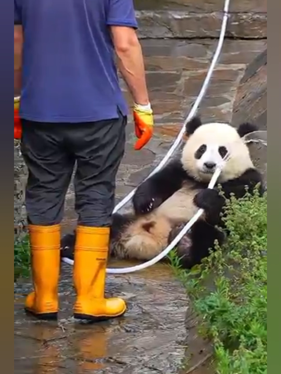 Cute Panda 🐼 #panda#pandacore#cutepanda#funnypanda#usa_tiktok 