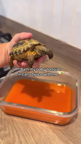 Not something you see every day 😅🥕 #tortoise #tortoisesoftiktok #pets #PetsOfTikTok #fyp #viral #viralvideos #animal #reptile #reptilesoftiktok 