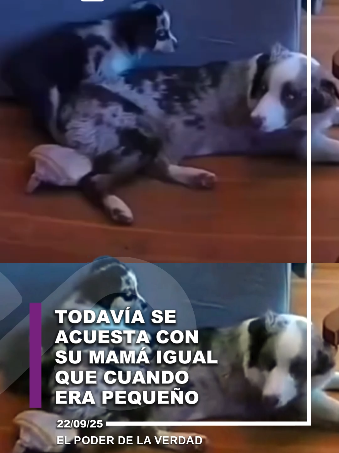 🥺❤️El tiempo pasa,  pero el corazón de este perrito sigue siendo el mismo cachorrito que se acurruca junto a su mamá🐕🐾 #amorporlosanimales #cachorros #cachorrito #perrito #perritos