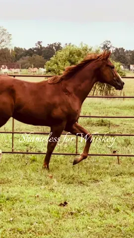 #CapCut Shameless for Whiskey aka Cash. Up and coming stud. Grandson to@Dash Ta Fame and Feature Mr. Jess owned by Britney Pulliam! Check us out on Facebook #aqha #aqhastallion #dashtafame #horatio 