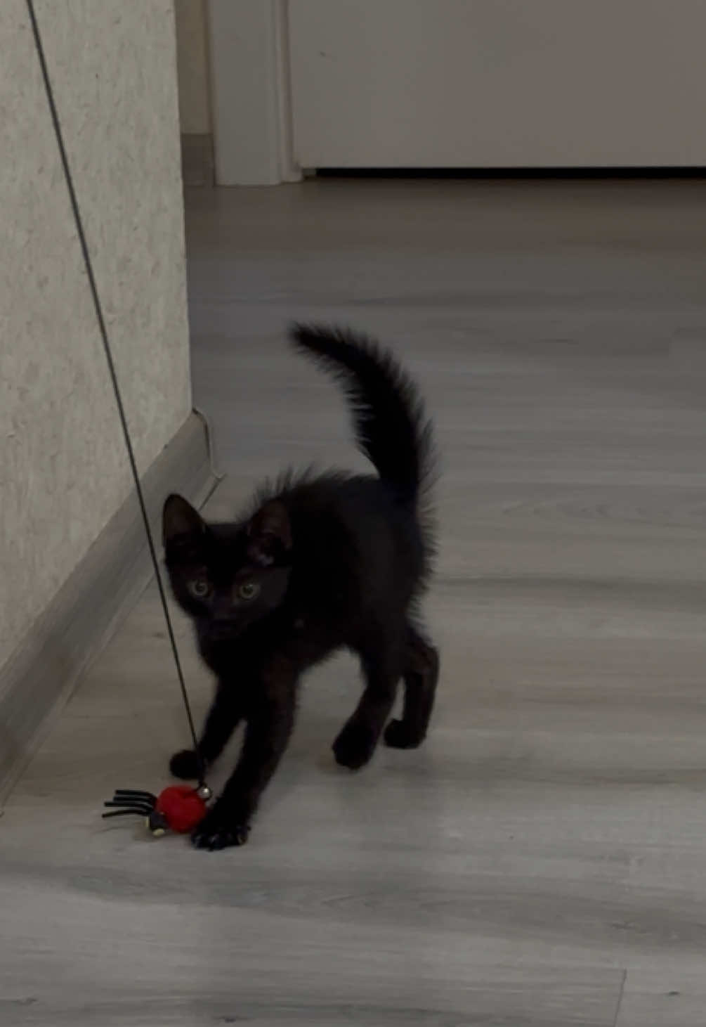 #котикиприколы#трендытиктока 