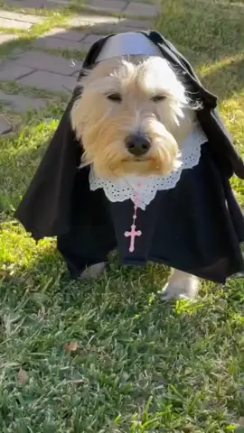 animais engraçados-turma dos caramelos- tiktok viral 2025 🤣🤣#animaisnotiktok #cachorros #comedia #engracado #fyp 