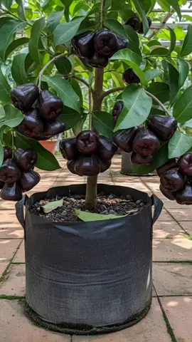 jambu air black guava cuman 20 ribuan lo cek kranjang kuning sejarang juga #jambuair #jambuairblackguava #promo #fyp #jambu 