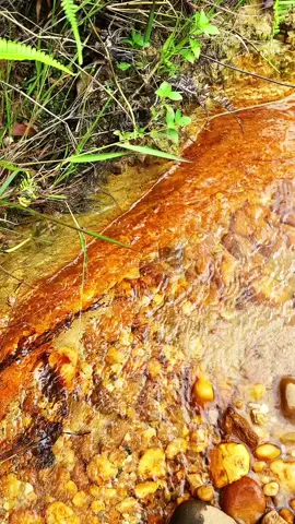 #goldrush #goldmining #gold #goldhunting 