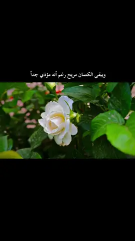 #فديوهات_حزينه🥀🖤 #عبارات_حزينه💔 #تصويري_احترافي #تصويري_احترافي_الاجواء👌🏻🕊😴 #الشعب_الصيني_ماله_حل😂😂 