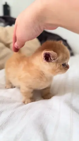 Хлопчик манчкін рудий , не звичайний малий 🔥#манчкін #манчкіни #munchkincat #munchkinkitten 