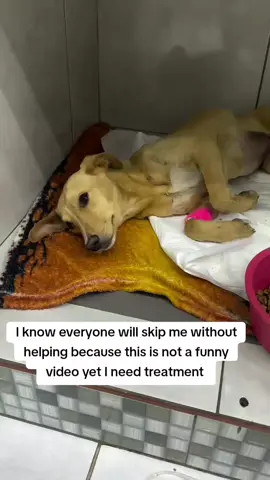 Letícia was seriously hit by a car, suffered a ruptured bladder, and a very serious fracture. We've already repaired the rupture, now we need to fix the fracture! DOUBLE CAMPAIGN ⬇️ We have accumulated millions of dollars in debt from January to August of this year. There were many rescues—very serious cases—and even with the special discount we have, the cost is extremely high for the number of animals treated. 💔 Let's put ourselves in the clinic's shoes: they've been holding onto this immense debt for months, and yet they continue to treat our cases without denying us help. Therefore, we ask: please donate as much as you can today and tomorrow.  In this campaign, each donation is worth DOUBLE: Let's take this opportunity to pay off as much as we can against this enormous debt.