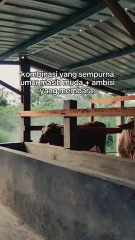 mulai seko cilik sek bolo. #peternakmuda #peternaksapiindonesia #viral #fyp #fyppppppppppppppppppppppp 