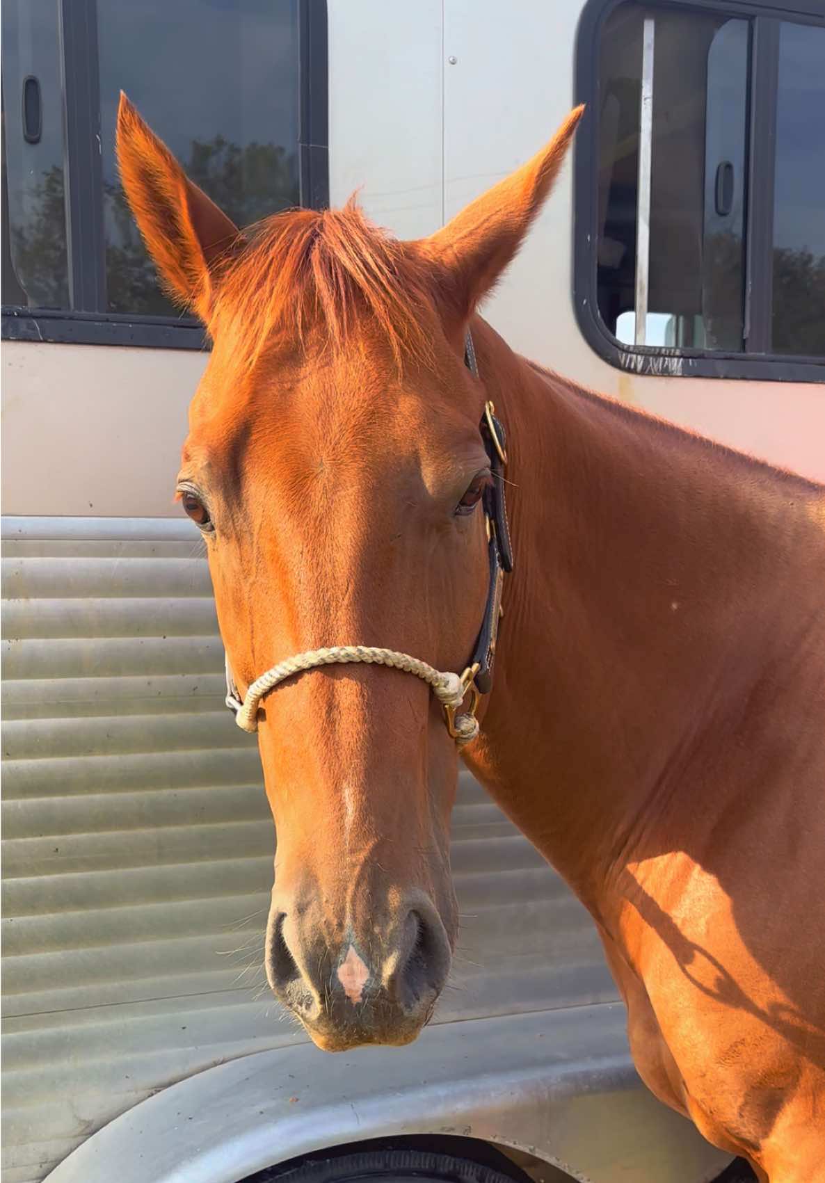 this was after he ran away from me lol #fyp #horsepeople #barrelracer #westernwifey #mrwahinibug 