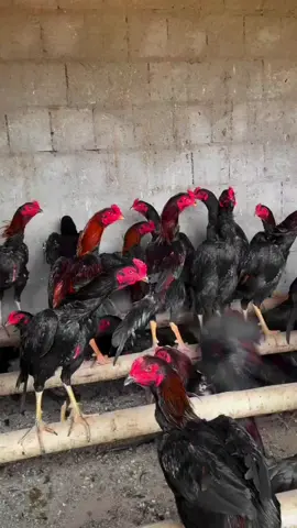Serasa hidup damai punya ayam sebanyak ini #fypシ #ayam #ayambangkoksuper #perternakan #ayamkumbang @.