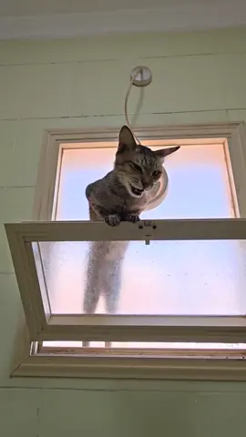 Help me stepmom I’m stuck 😿 #cat #catsoftiktok #cats #catlover #cattok 
