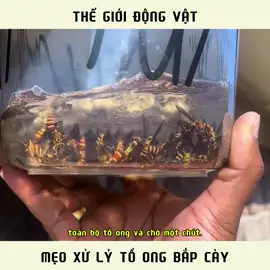 Cách xử lý tổ ong hiệu quả #bee #animals #discovery 