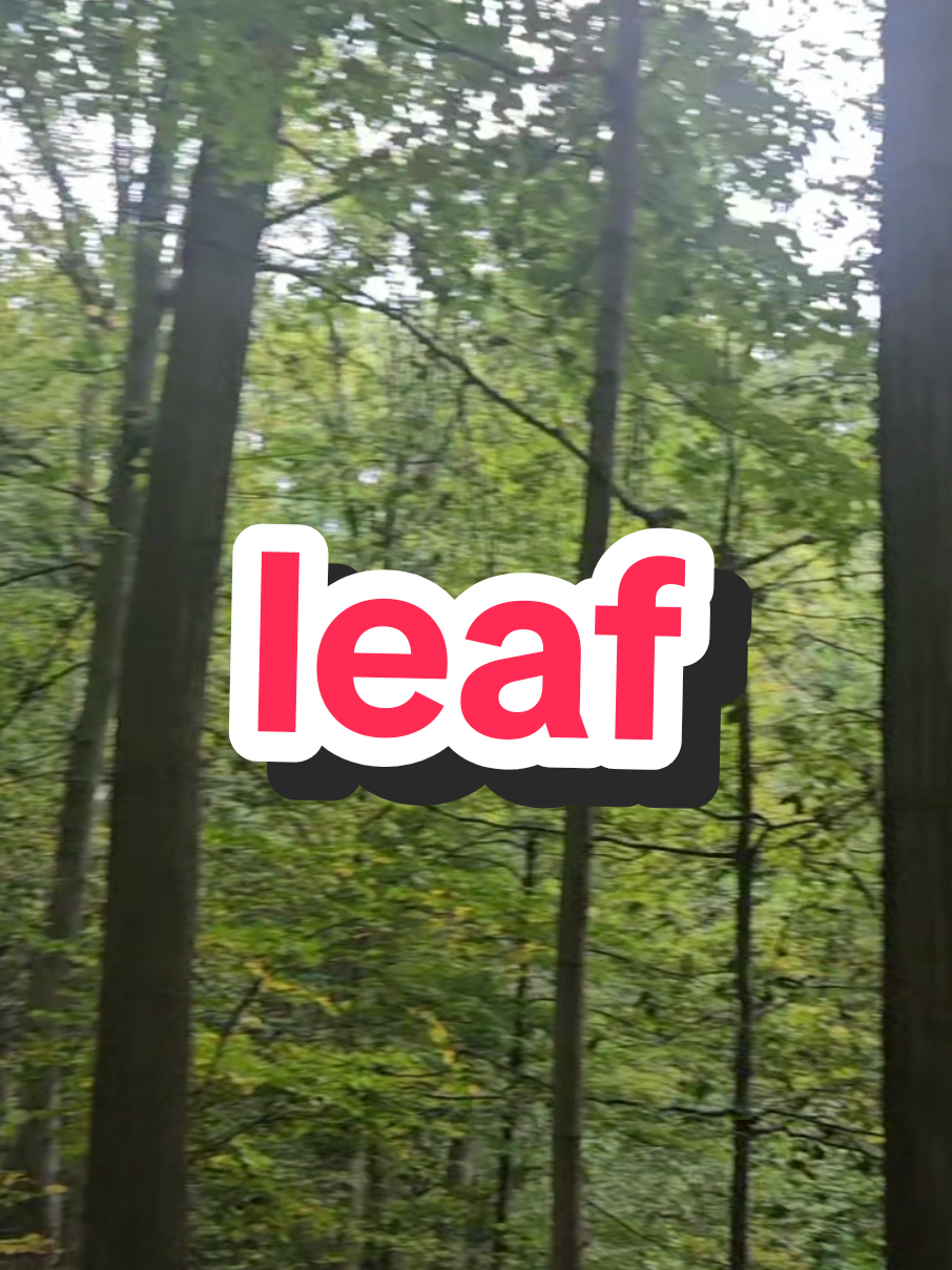 what do i do with this leaf