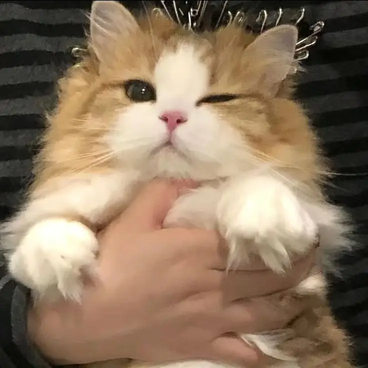 #fakebodyy⚠️ #hoyoverse 