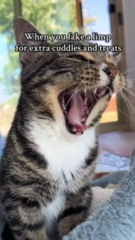Based on a true story🤣😜 #cats #catsoftiktok #dwarfcat #badcat #miketv 