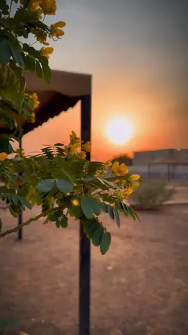 ستمبر کی یہ خوبصورت شام ♥ #sunset #dontunderreviewmyvideo #fypシ゚viralシfypシ゚ #trending #ksa🇸🇦 