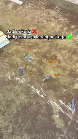 Jadilah pembangun lapangan kerja untuk masyarakat sekitar dengan membudidayakan lobster air tawar #lobster #peternakmuda #bisnis #usaha #fyp 