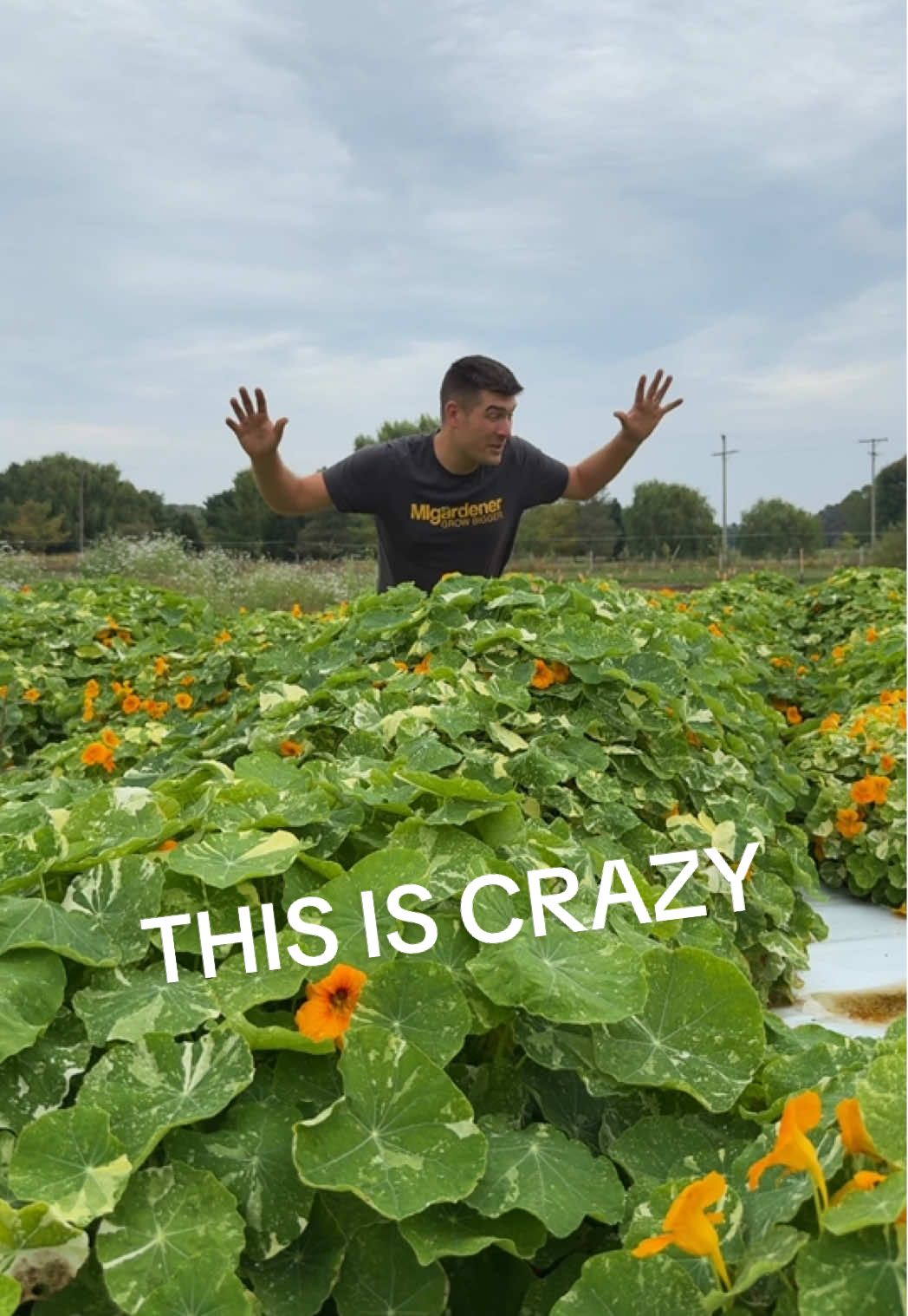 Nasturtiums looking great! 