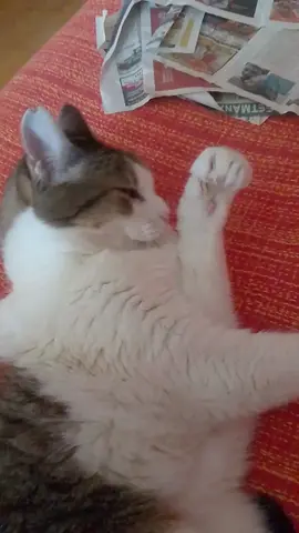 creo que no le gustó el trend #cat #trends #loveyou #humor #animales 